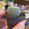 Lucky Dip Cacti - 60mm pots