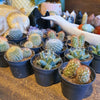 Lucky Dip Cacti - 60mm pots