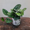 Gfp Monstera Peru (Karstenianum) in ceramic pot