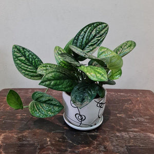 Gfp Monstera Peru (Karstenianum) in ceramic pot